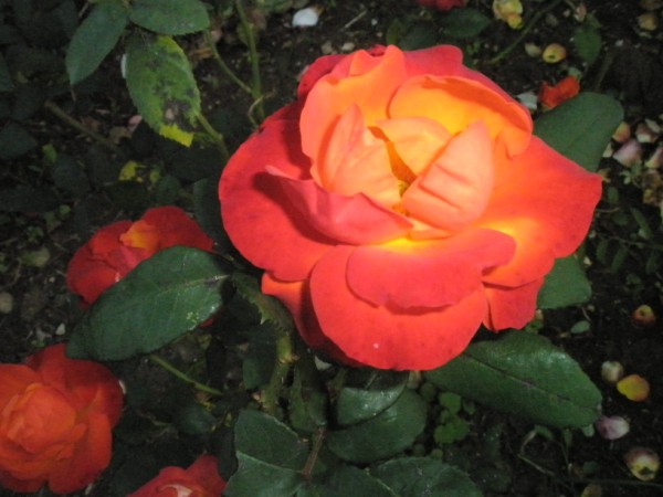 Name:  PA222398 (600 x 450).jpg
Views: 1039
Size:  58.9 KB