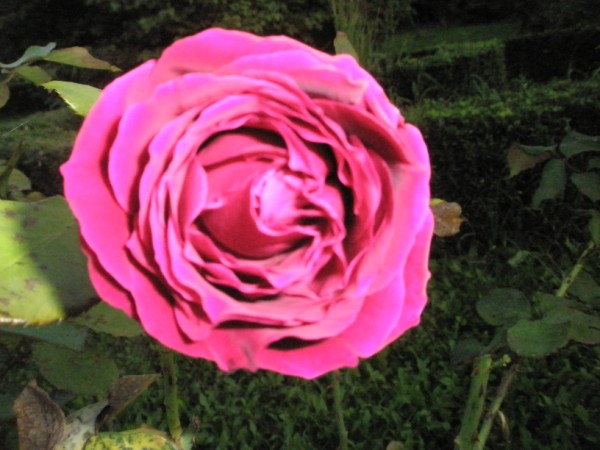Name:  PA222399 (600 x 450).jpg
Views: 1030
Size:  66.0 KB