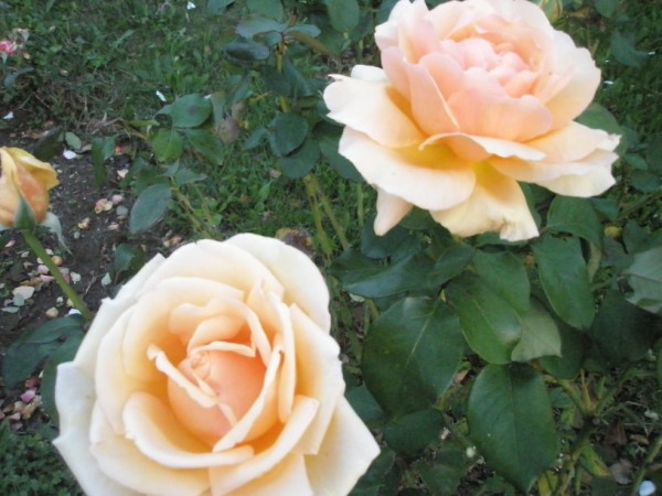 Name:  PA222396 (600 x 450).jpg
Views: 1292
Size:  69.4 KB