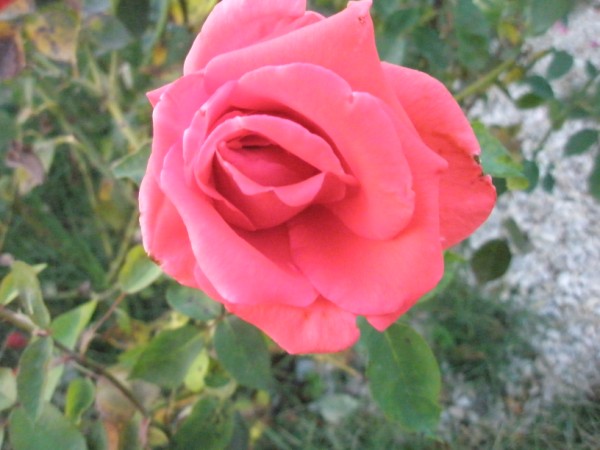 Name:  PA222400 (600 x 450).jpg
Views: 1004
Size:  56.7 KB