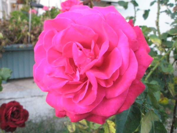 Name:  PA222401 (600 x 450).jpg
Views: 1002
Size:  58.4 KB