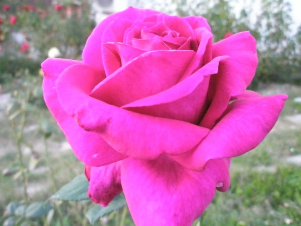 Name:  PA222402 (600 x 450).jpg
Views: 987
Size:  55.8 KB