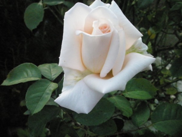Name:  PA222406 (600 x 450).jpg
Views: 1048
Size:  47.7 KB