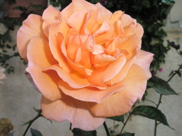 Name:  PA222411 (600 x 450).jpg
Views: 1273
Size:  54.9 KB