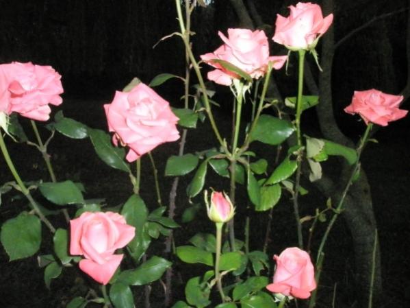 Name:  PA222417 (600 x 450).jpg
Views: 1241
Size:  40.9 KB