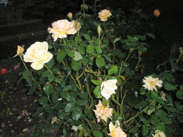 Name:  PA222421 (600 x 450).jpg
Views: 976
Size:  44.6 KB
