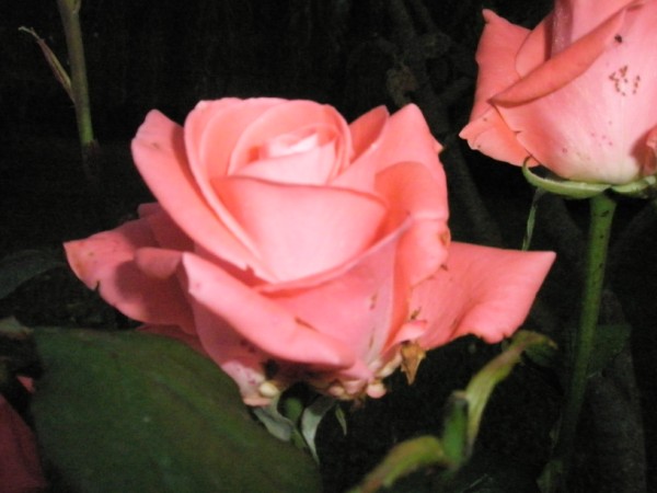 Name:  PA222419 (600 x 450).jpg
Views: 1271
Size:  49.2 KB