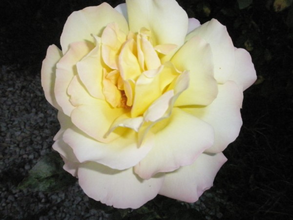 Name:  PA222422 (600 x 450).jpg
Views: 1279
Size:  46.4 KB
