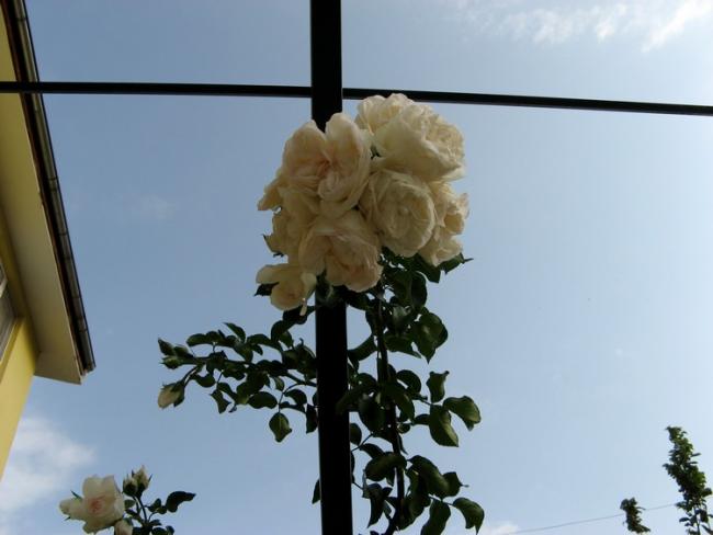 Name:  glbeyaz2.jpg
Views: 925
Size:  31.7 KB