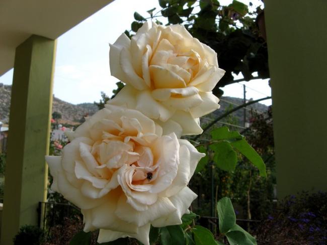 Name:  ekim glleri 2.jpg
Views: 970
Size:  37.4 KB