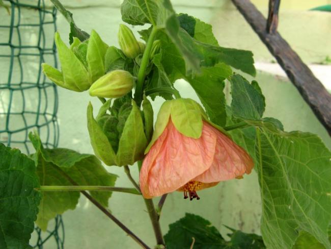 Name:  abutilon ve tohum.jpg
Views: 1325
Size:  43.7 KB