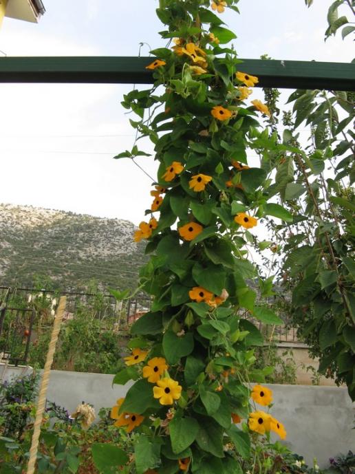 Name:  sar suzi3.jpg
Views: 865
Size:  69.8 KB