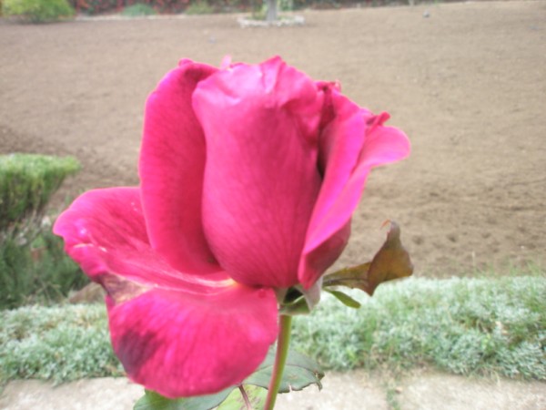 Name:  PA272478 (600 x 450).jpg
Views: 870
Size:  53.1 KB