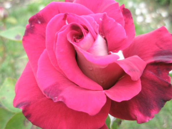 Name:  PA272461 (600 x 450).jpg
Views: 862
Size:  50.5 KB