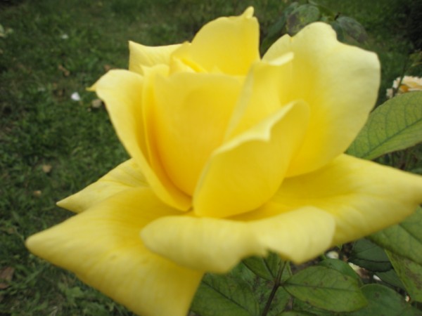 Name:  PA272476 (600 x 450).jpg
Views: 864
Size:  43.9 KB