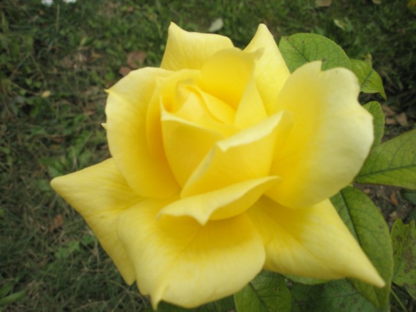 Name:  PA272462 (600 x 450).jpg
Views: 836
Size:  49.4 KB