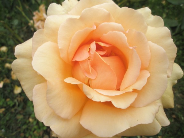 Name:  PA272465 (600 x 450).jpg
Views: 876
Size:  48.6 KB