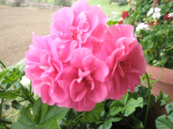 Name:  PA272448 (600 x 450).jpg
Views: 1213
Size:  61.3 KB