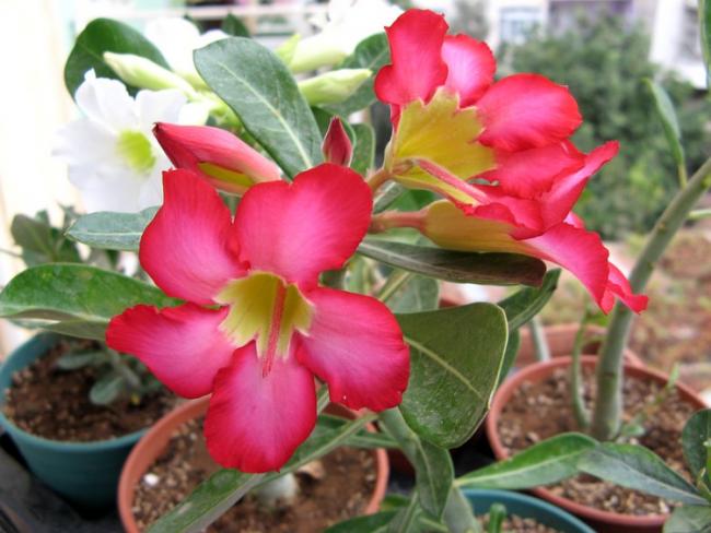 Name:  adnadn.jpg
Views: 821
Size:  45.5 KB