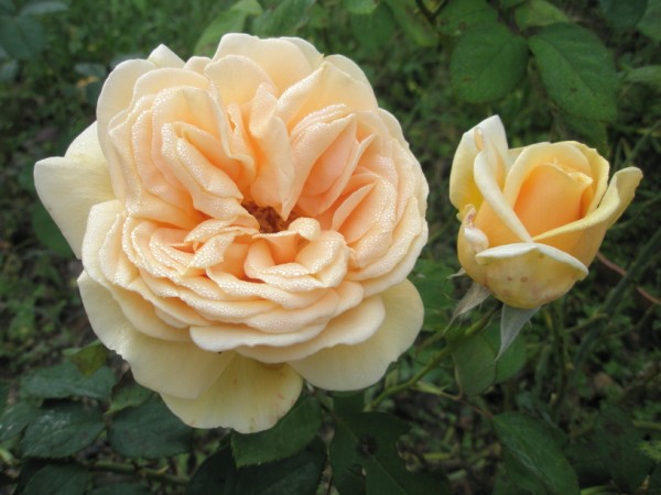 Name:  PB082502 (600 x 450).jpg
Views: 1035
Size:  61.1 KB