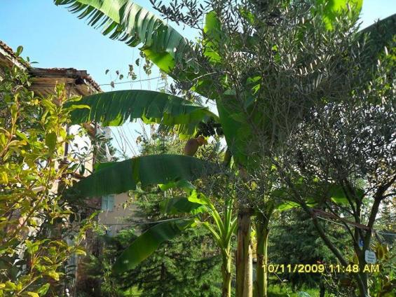 Name:  resimlerim 905.jpg
Views: 6536
Size:  72.4 KB
