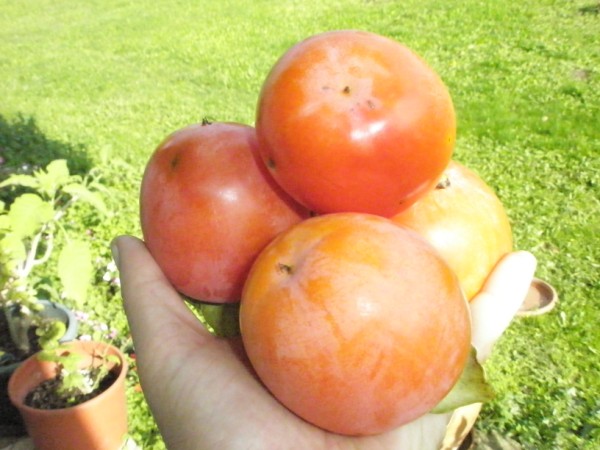 Name:  PB142552 (600 x 450).jpg
Views: 1660
Size:  68.0 KB