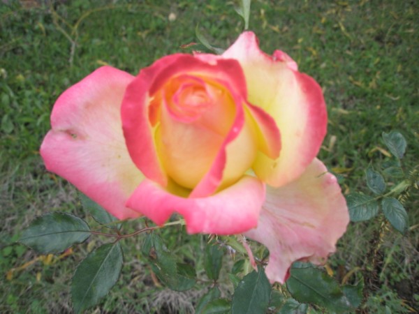 Name:  PB142541 (600 x 450).jpg
Views: 1261
Size:  61.2 KB