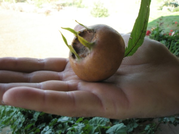 Name:  PB152567 (600 x 450).jpg
Views: 3373
Size:  44.7 KB
