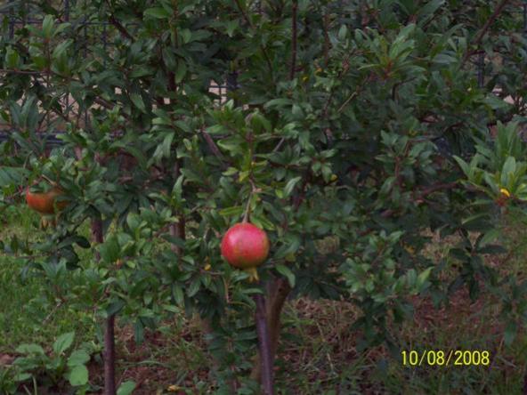 Name:  Picture 462.jpg
Views: 1296
Size:  48.6 KB