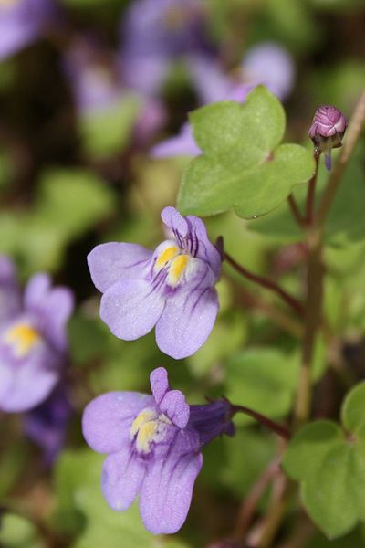 Name:  Cymbalaria-muralis.jpg
Views: 1556
Size:  27.5 KB