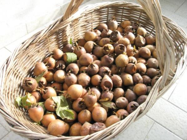Name:  PB202582 (600 x 450).jpg
Views: 1430
Size:  56.4 KB