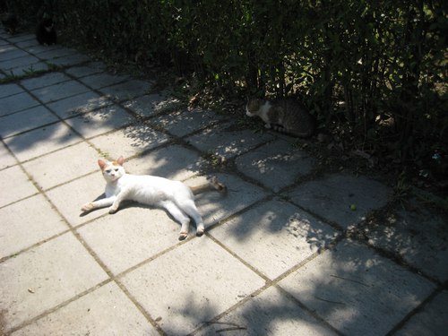 Name:  IMG_0302.jpg
Views: 752
Size:  57.2 KB