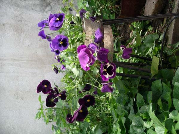 Name:  IMGP5455.jpg
Views: 1316
Size:  55.1 KB