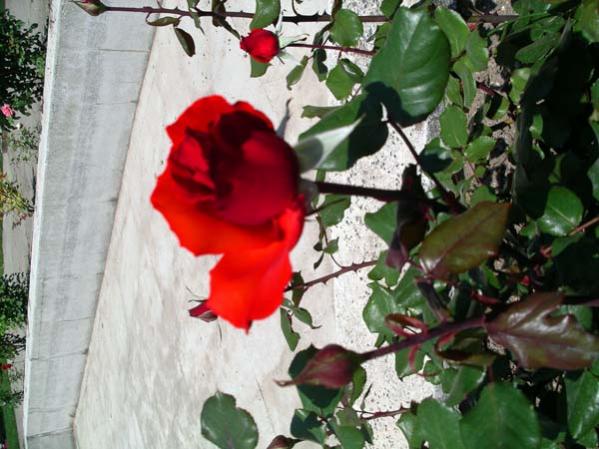 Name:  IMGP5461.jpg
Views: 1307
Size:  49.3 KB