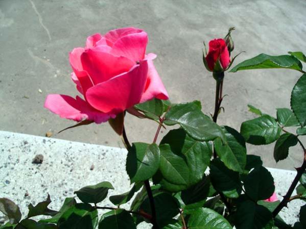 Name:  IMGP5462.jpg
Views: 1312
Size:  43.3 KB