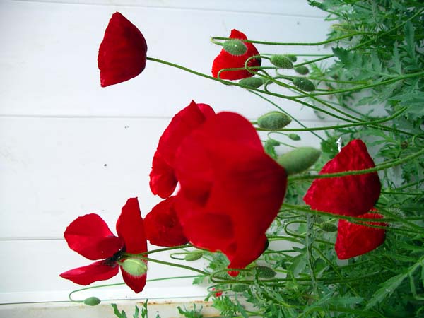 Name:  IMGP5471.jpg
Views: 1310
Size:  64.3 KB
