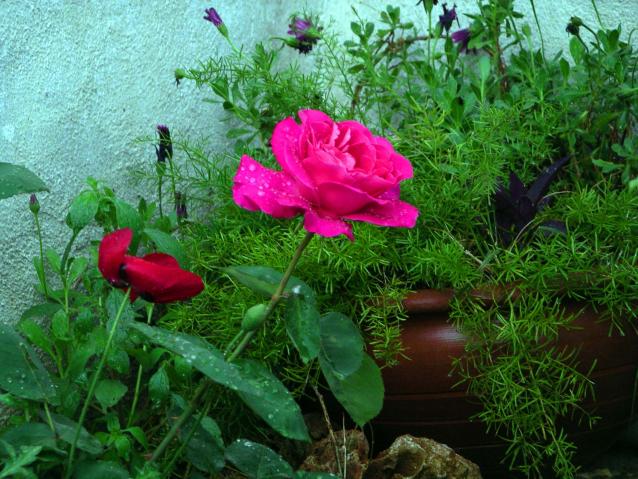 Name:  IMGP5485.jpg
Views: 1300
Size:  70.1 KB