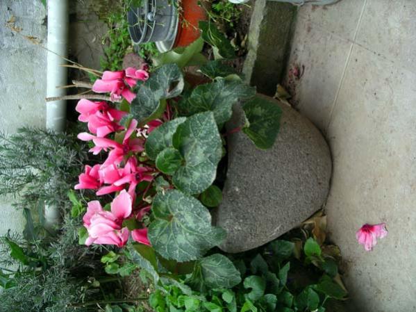Name:  IMGP5112.jpg
Views: 1439
Size:  52.3 KB