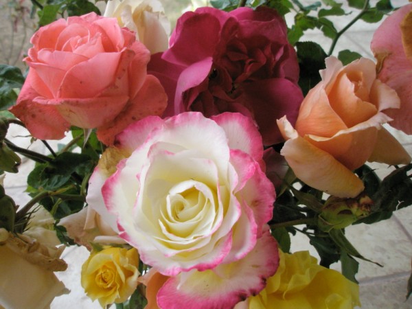 Name:  PC082661 (600 x 450).jpg
Views: 1346
Size:  69.6 KB
