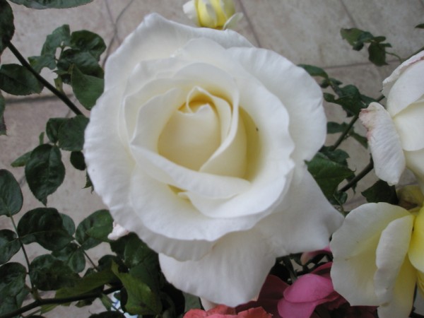Name:  PC082663 (600 x 450).jpg
Views: 1323
Size:  51.1 KB