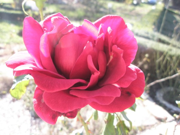 Name:  PC300025 (600 x 450).jpg
Views: 1422
Size:  59.2 KB