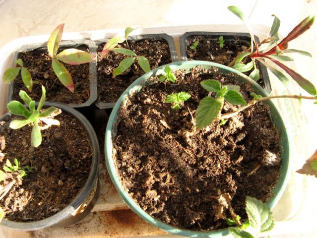 Name:  gaura.jpg
Views: 706
Size:  70.1 KB