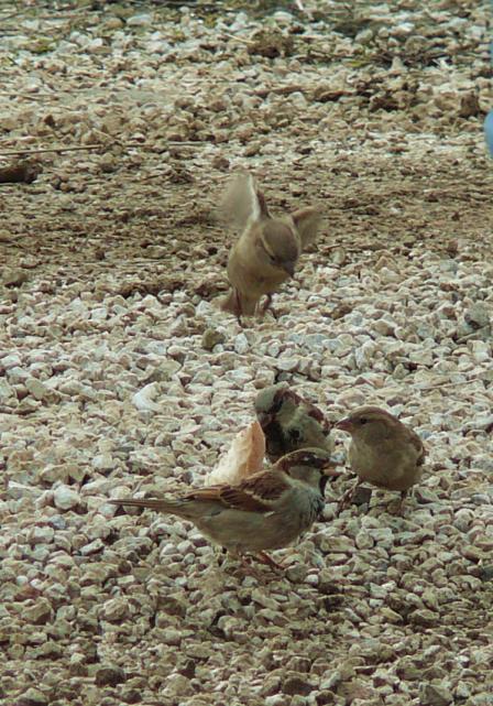 Name:  P1120559.jpg
Views: 1083
Size:  81.5 KB