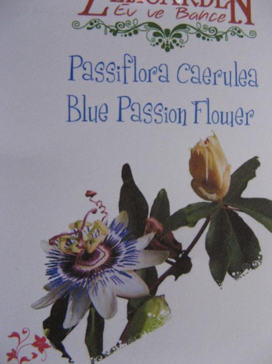 Name:  passiflora caerulea.jpg
Views: 794
Size:  44.5 KB