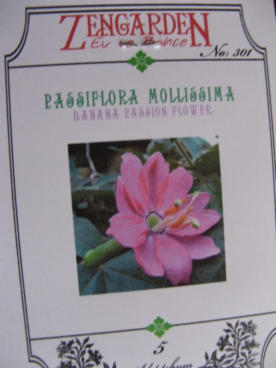Name:  passiflora molissima.jpg
Views: 1175
Size:  42.1 KB