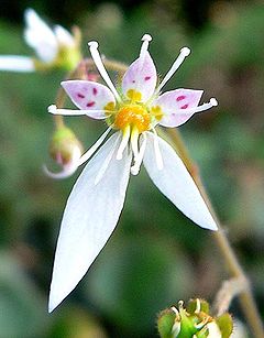 Name:  240px-Saxifraga_stolonifera_Harvest_Moon_2.jpg
Views: 1275
Size:  16.3 KB