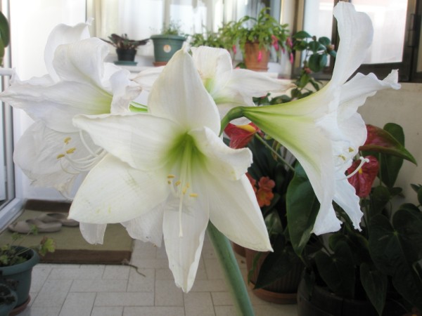 Name:  P2010155 (600 x 450).jpg
Views: 781
Size:  53.1 KB