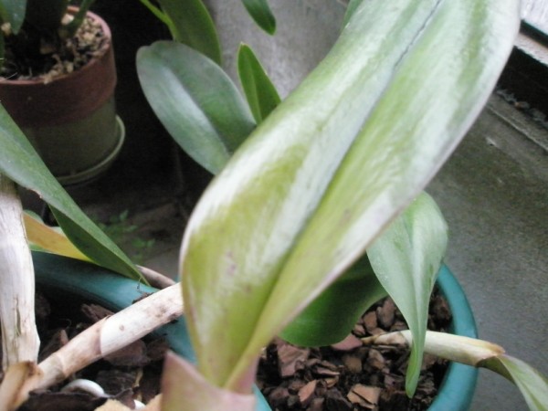 Name:  P2050172 (600 x 450).jpg
Views: 956
Size:  58.1 KB
