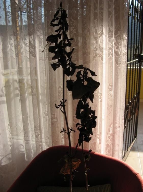 Name:  kuru kpe.jpg
Views: 1260
Size:  57.3 KB