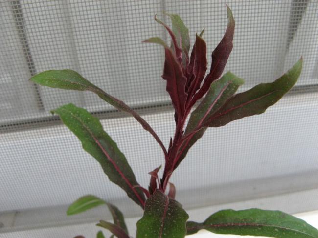 Name:  gaura tepe.jpg
Views: 726
Size:  43.3 KB